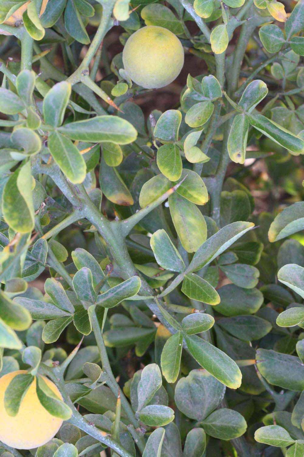              Shade leaves (Riverside, CA)       